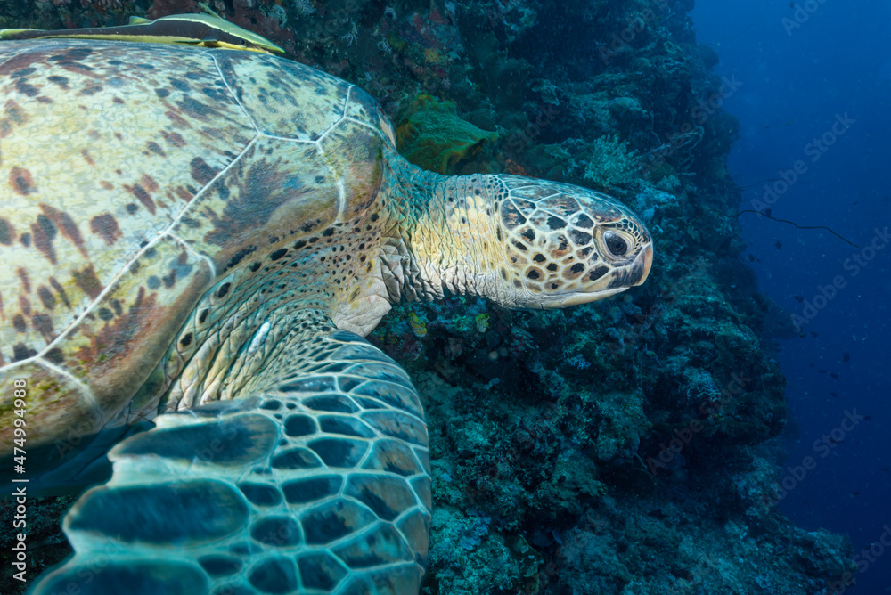 Tartaruga Verde mentre nuota nell'oceano con barriera corallina sullo sfondo