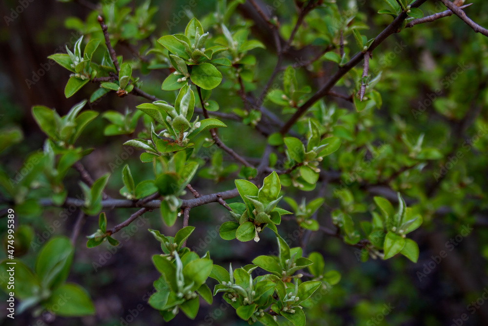 Tree branch with green leaves and buds background Tree branch with green leaves and buds background
