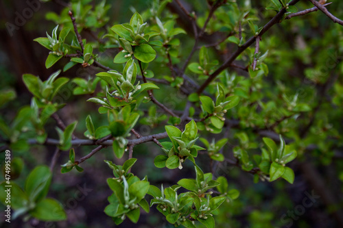 Tree branch with green leaves and buds background © manhattan_art