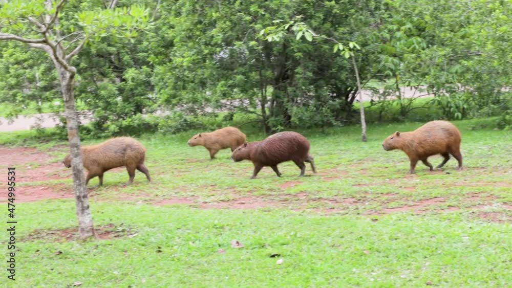 Group of four adult capybaras walking through the grass Group of four adult capybaras walking through the grass