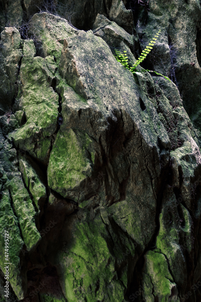 A young green fern growing on a rock.