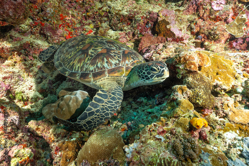 tartaruga verde sulla barriera corallina