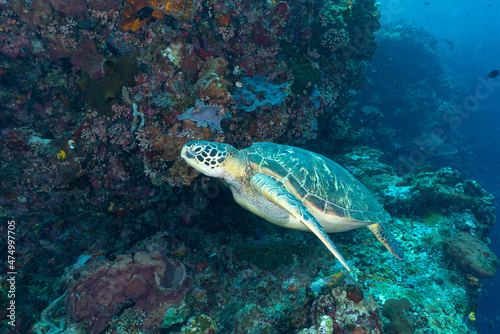 Tartaruga Verde mentre nuota nell'oceano con barriera corallina sullo sfondo