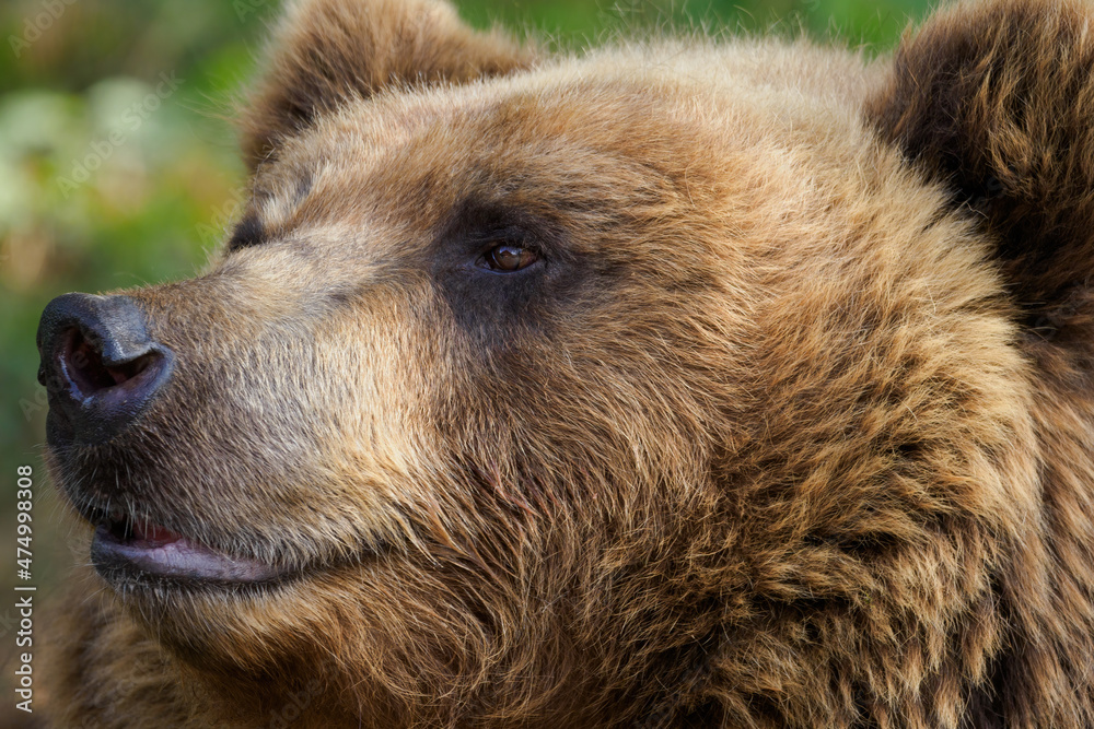 Close-up of a brown bear's head.