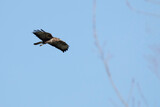 buzzard in flight during his hunt