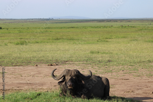 buffalo in the savannah