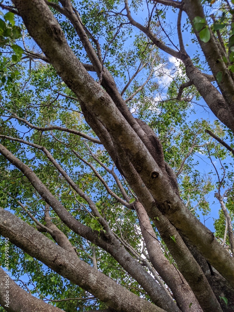trunk trunk
