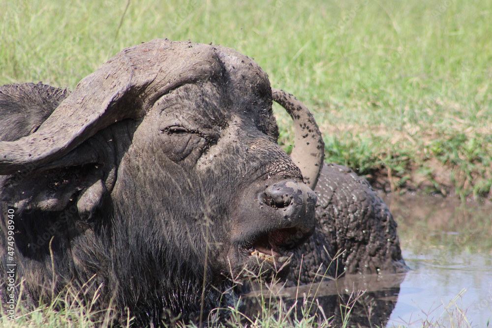 buffalo in the field
