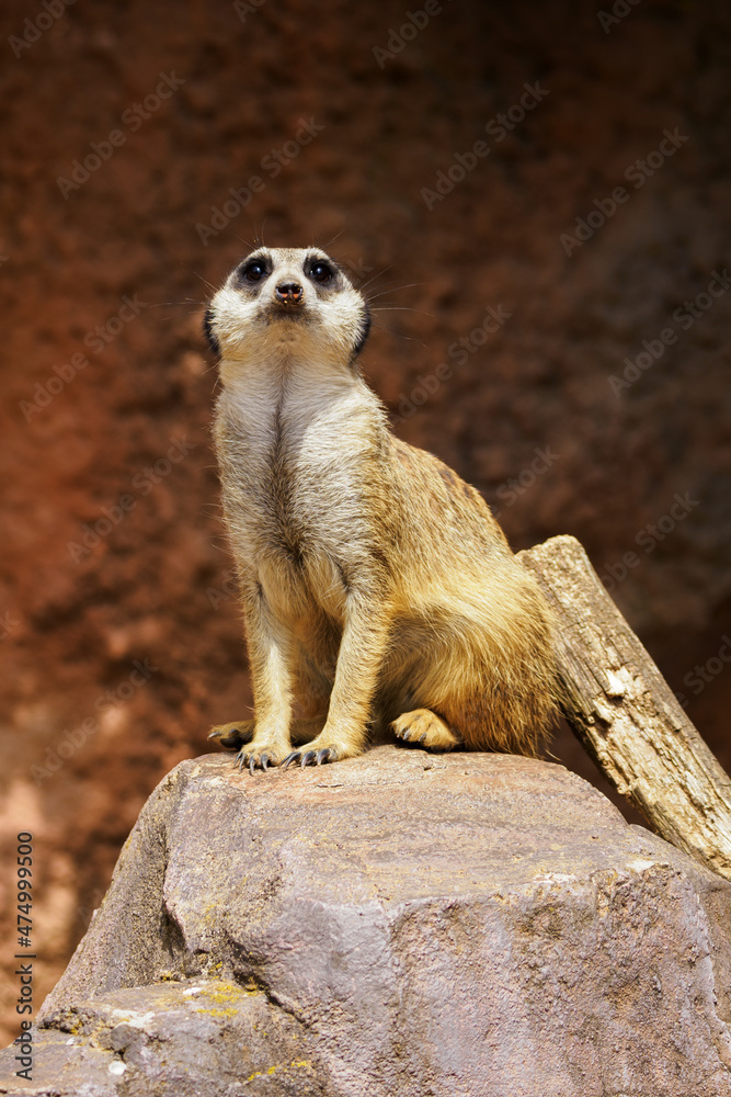 Fototapeta premium Meerkat sitting on a stone.