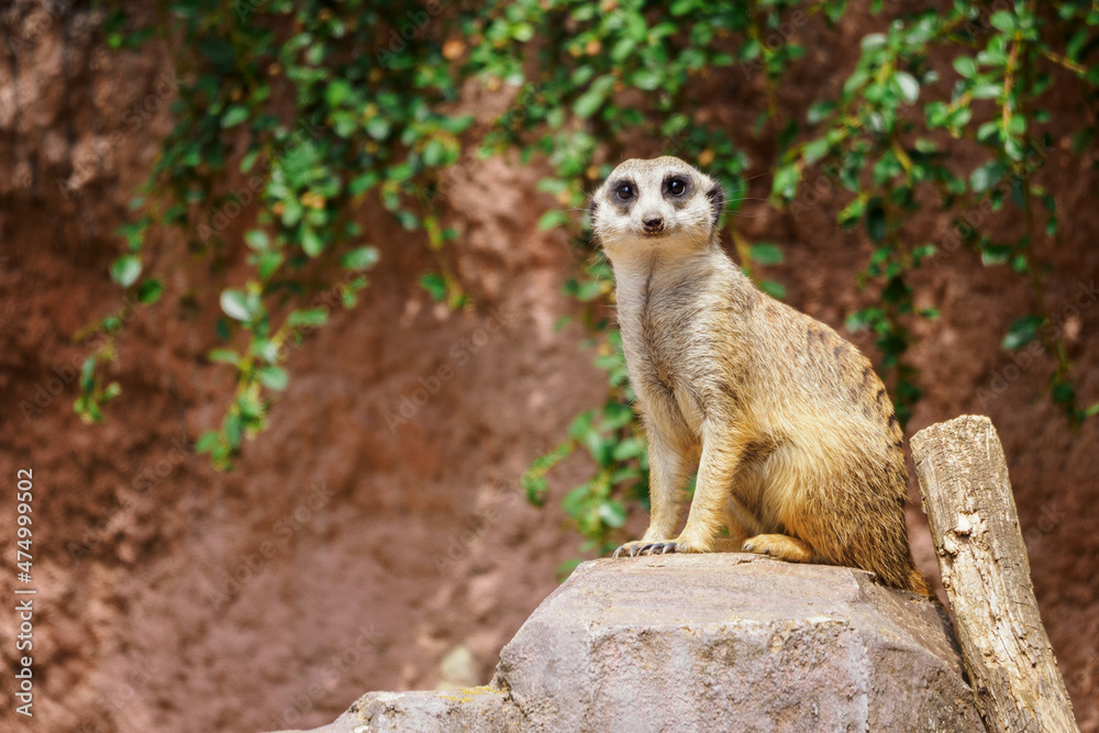 Fototapeta premium Meerkat sitting on a stone.