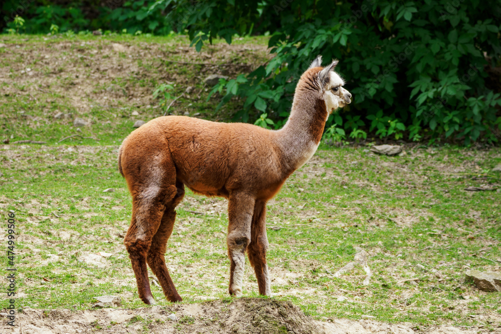 Fototapeta premium Brown llama outdoors in nature.