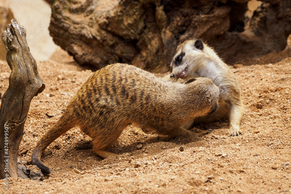 Fototapeta premium Playing meerkats on the sand.