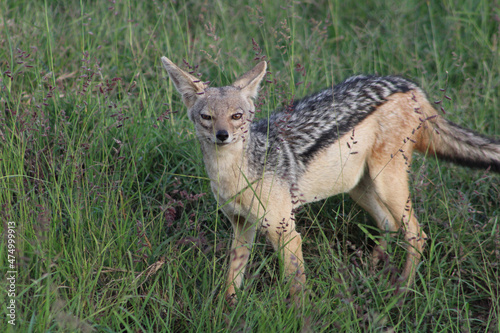 red backed jackal