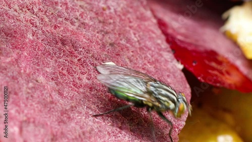 Close up of fly over vegetables.