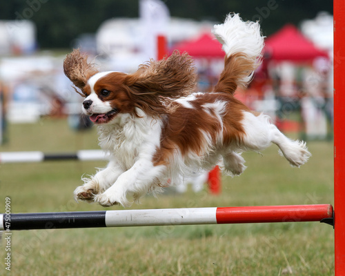 Cavalier King Charles Spaniel competing in agility