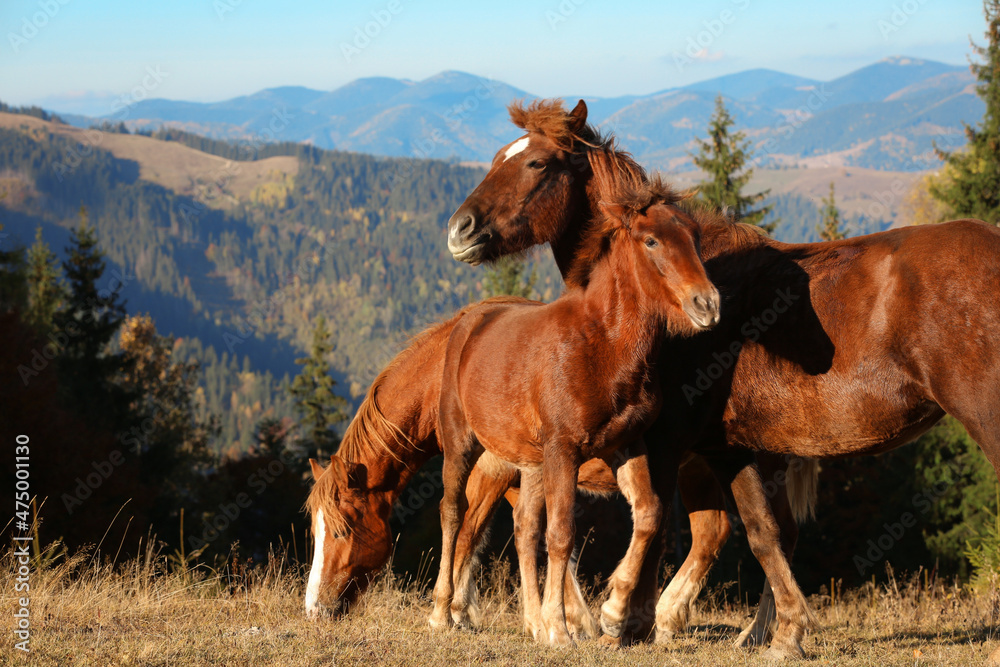 Fototapeta premium Brown horses grazing in mountains on sunny day. Beautiful pets