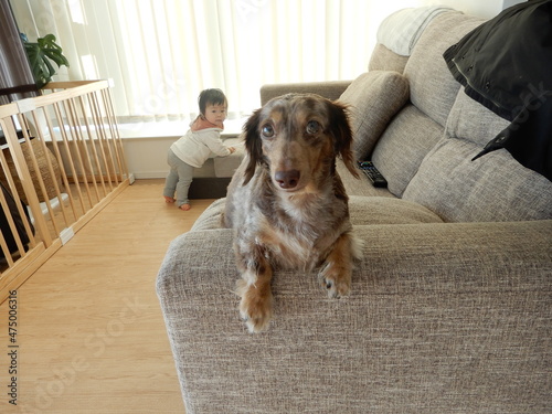 カニンヘンダックスと赤ちゃん