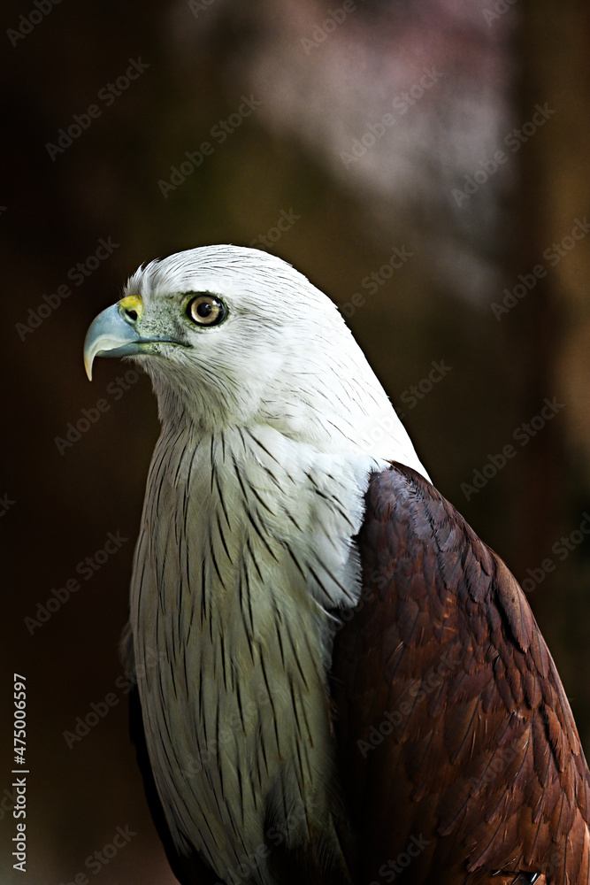 Obraz premium Close up, portrait of a eagle