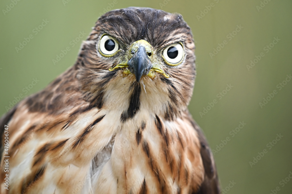 portrait of an eagle portrait of an eagle