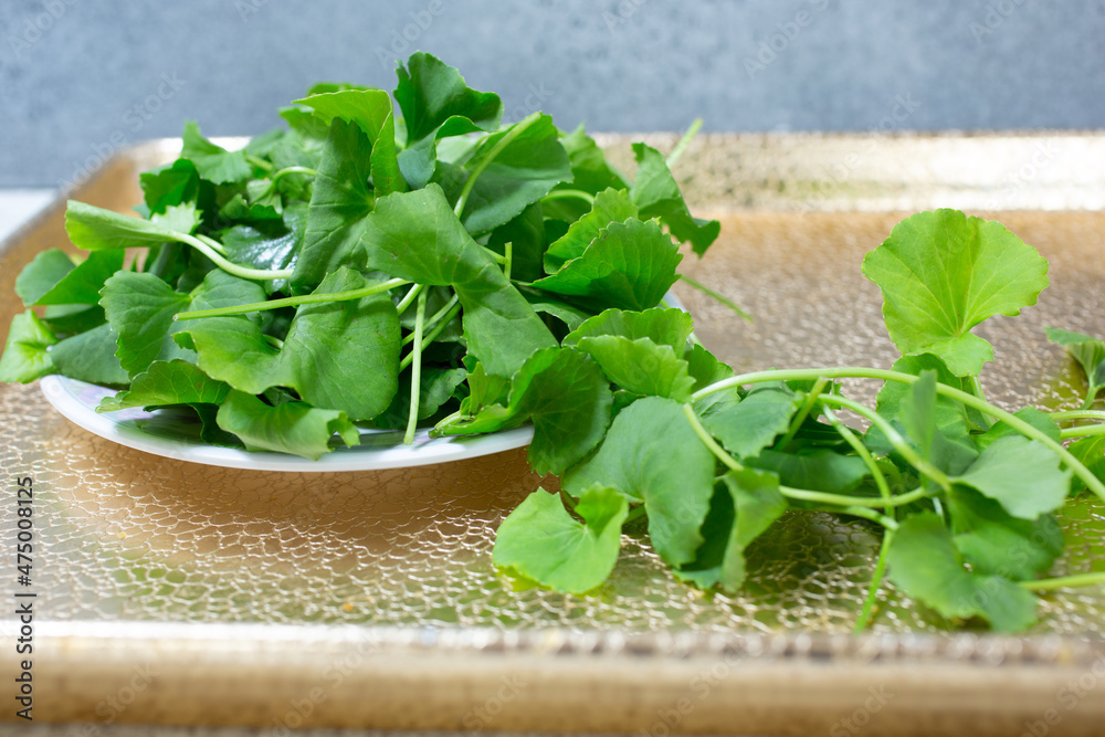 A view of a plate of pennywort. A view of a plate of pennywort.