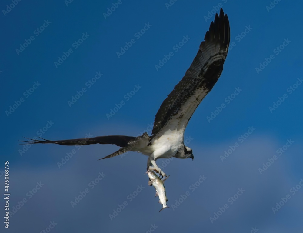 Obraz premium osprey in flight