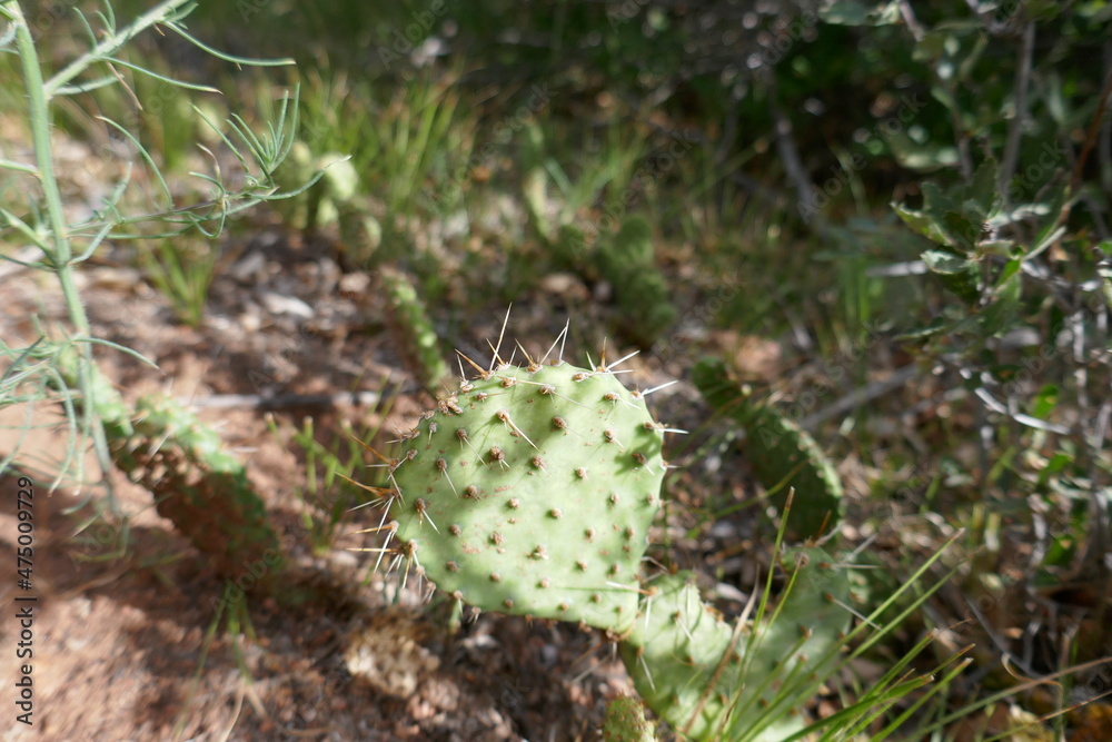 Bright sunlight on prickly pear cactus Bright sunlight on prickly pear cactus