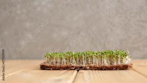 Close-up of micro-greens of mustard  arugula and other plants at home. Growing mustard and arugula sprouts in close-up at home. The concept of vegan and healthy food. Sprouted seeds  micro-greens