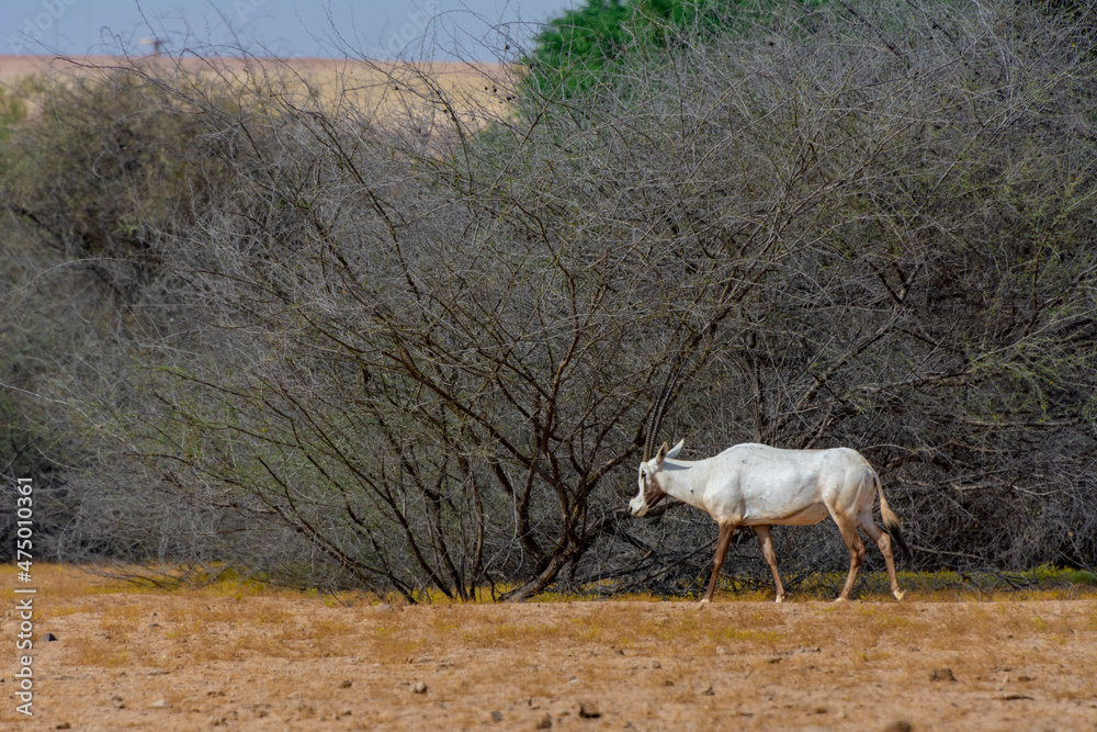 Fototapeta premium Arabian oryx or white oryx