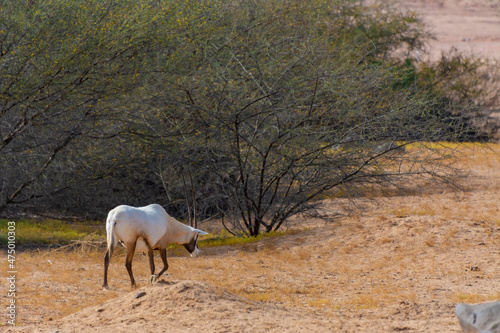 Arabian oryx or white oryx