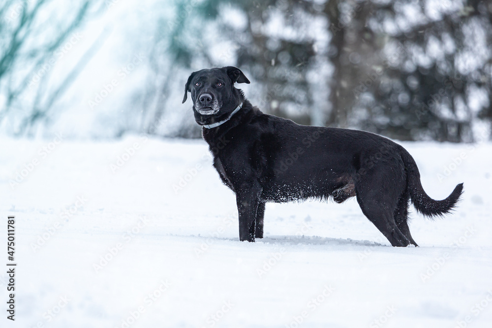 Portrait of a happy black dog in front of a winter landscape Portrait of a happy black dog in front of a winter landscape