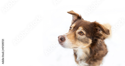 Portrait of a cute brown dog on white background