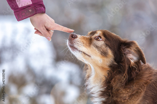 A person touching a dogs nose photo