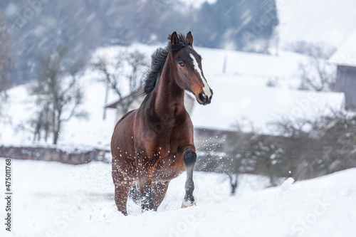 Portrait of a brown horse on a winter paddock