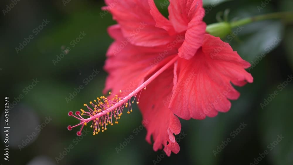 Hibiscus flower blooms. The bud opens and blooms into a large red flower. Time lapse of a blooming red hibiscus flower. Detailed macro time lapse of a blooming flower. Hibiscus bloom. Springtime Hibiscus flower blooms. The bud opens and blooms into a large red flower. Time lapse of a blooming red hibiscus flower. Detailed macro time lapse of a blooming flower. Hibiscus bloom. Springtime