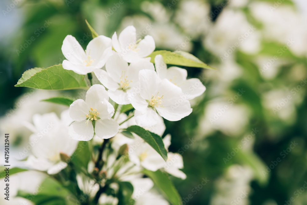 Blooming branch with pink blossoming flowers on a delicate pink background with sparkles