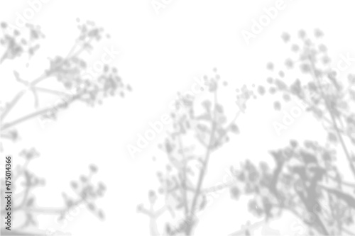 Summer background from the shadow of a sprig of field grass on a white wall. White and black for photo or mockup