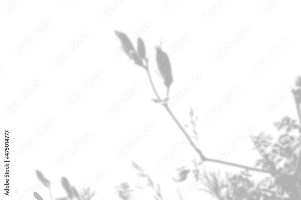 Summer background from the shadow of a sprig of field grass on a white wall. White and black for photo or mockup