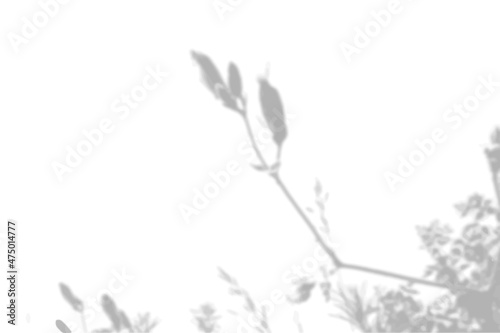 Summer background from the shadow of a sprig of field grass on a white wall. White and black for photo or mockup