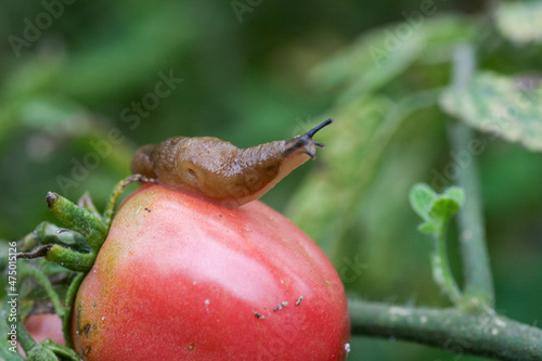 A closeup of a slug tomato pest on a fresh garden . Insects destroy green and ripening fruits. In addition, slugs carry infections among plants. a significant decrease in productivity loss of yield.