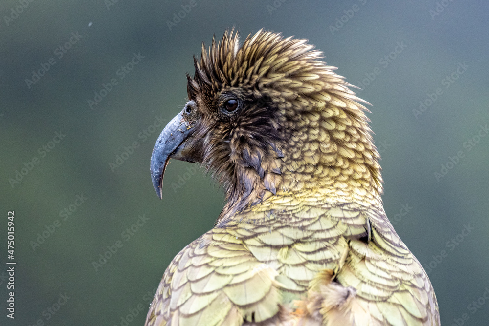 Fototapeta premium Kea Alpine Parrot of New Zealand