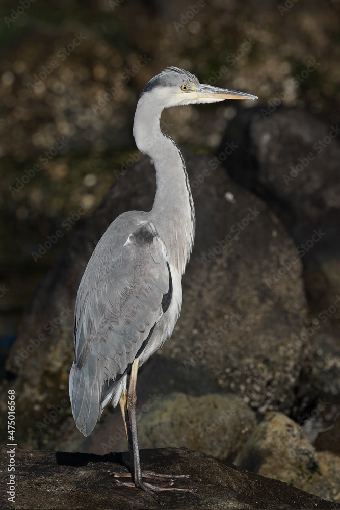 grey heron on the rock grey heron on the rock