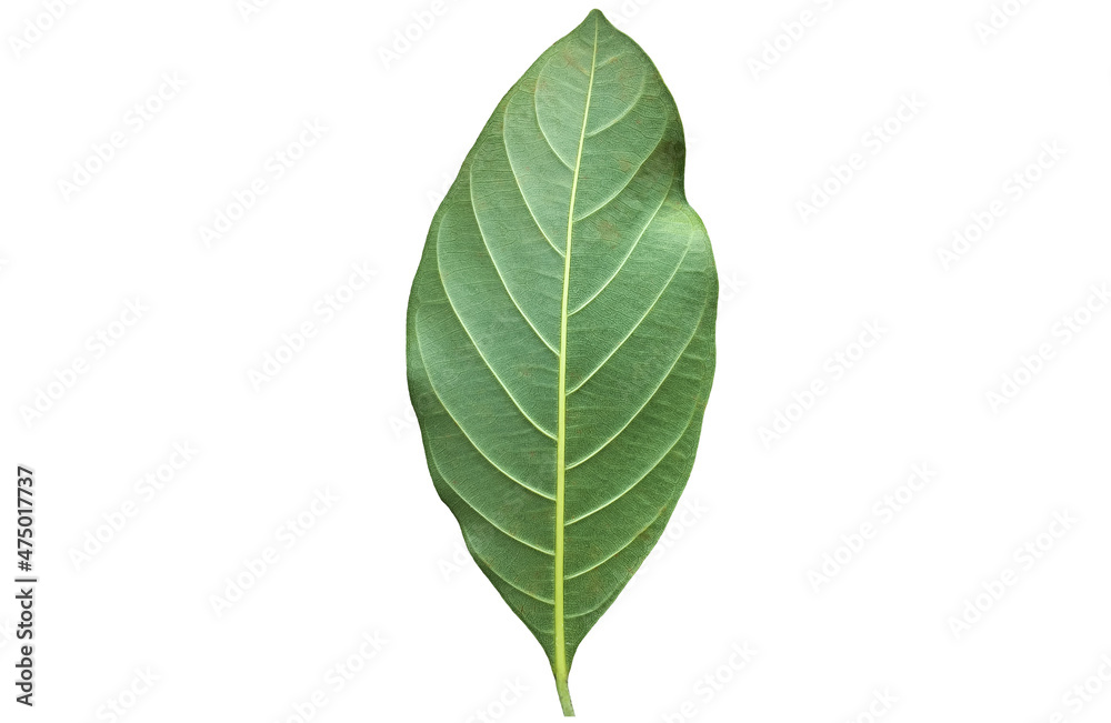 Isolated green leaf of jackfruit with clipping paths. Isolated green leaf of jackfruit with clipping paths.