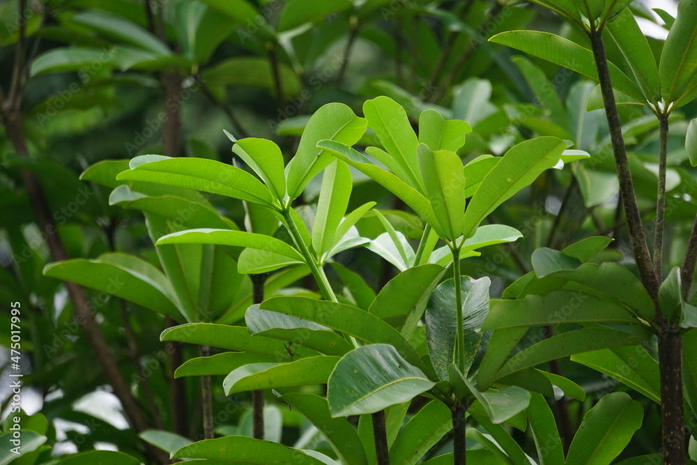 Alstonia scholaris (also called blackboard tree,  devil's tree, pule, kayu gabus, lame, lamo, pule, jelutung) leaves with a natural background