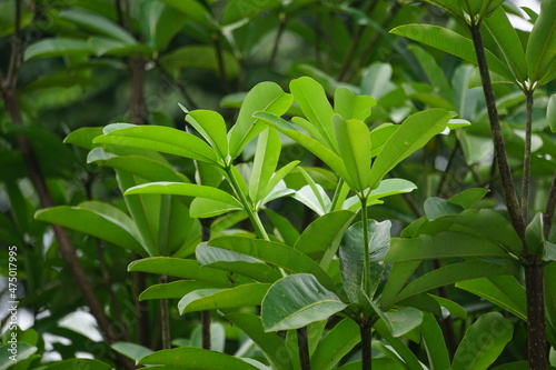 Alstonia scholaris  also called blackboard tree   devil s tree  pule  kayu gabus  lame  lamo  pule  jelutung  leaves with a natural background