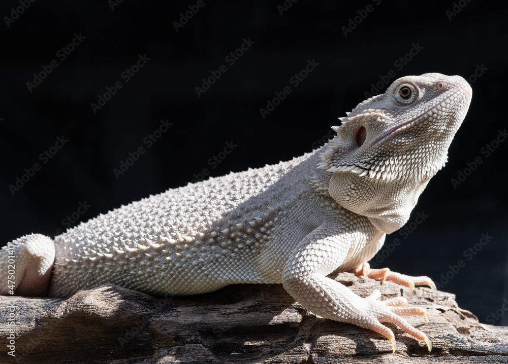 Fototapeta premium bearded dragon on ground with blur background