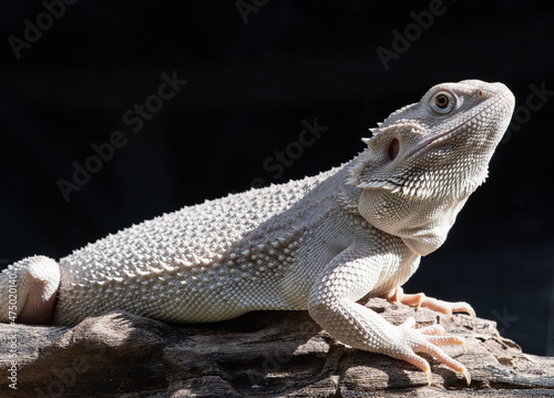 bearded dragon on ground with blur background