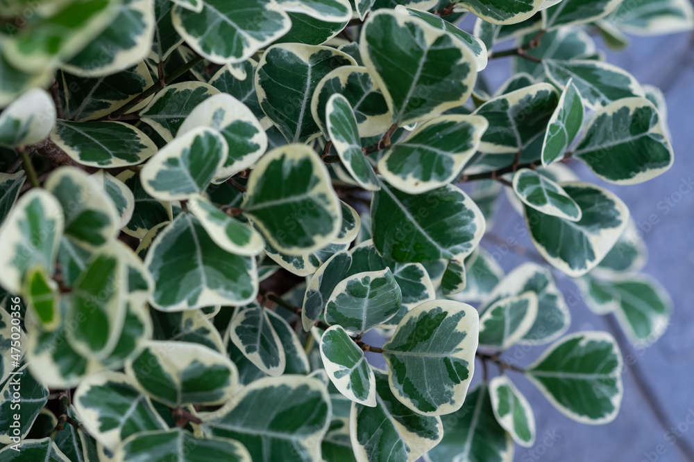 closeup white spotted leaves, green leaf texture closeup white spotted leaves, green leaf texture