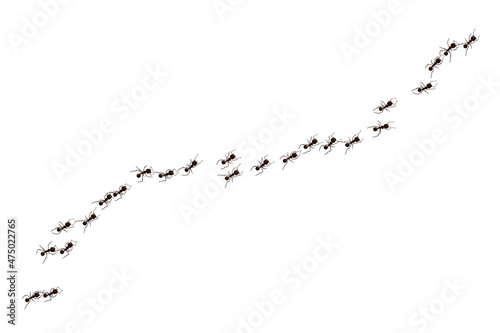 Black ant trail. Working insect curve group silhouettes isolated on white background. Vector illustration.