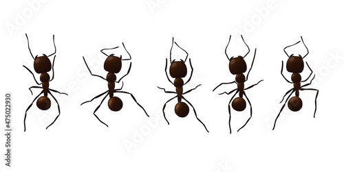 Black ant trail. Working insect curve group silhouettes isolated on white background. Vector illustration.