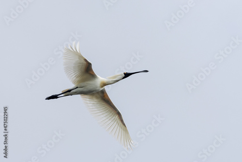 Royal Spoonbill In New Zealand